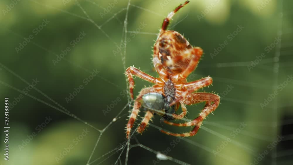 European Garden Spider Caught An Insect While Clinging On The Silky Spiderweb - close up European Garden Spider Caught An Insect While Clinging On The Silky Spiderweb - close up