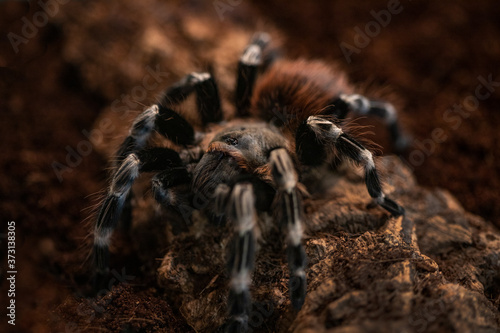 Macro photo of a large tarantula spider