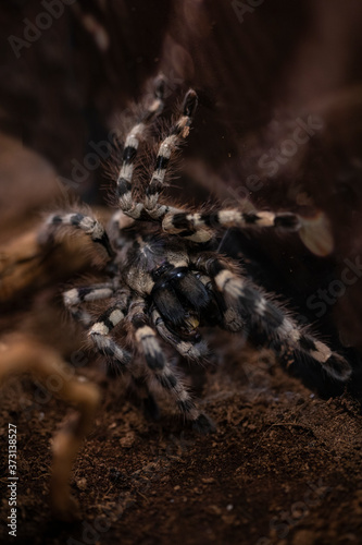 Macro photo of a large tarantula spider