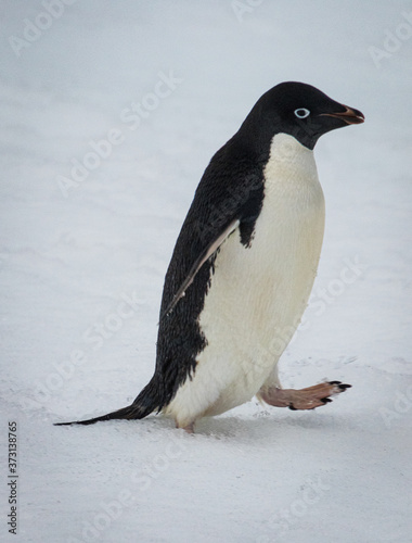 Adelie penguin  Pygoscelis adeliae 