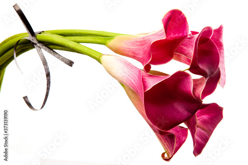 Photos Soft red calla flowers isolated on white background
