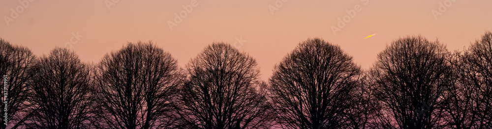 Row of Trees at Sunset Row of Trees at Sunset