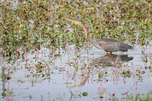 Purple heron (Ardea purpurea) hunting at Garaio Nature Park in north Spain. Gold heron with long yellow bill in the water searches for food photo