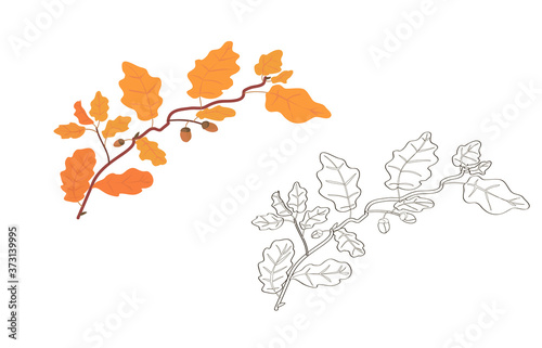 oak branch vector. oak leaves. fall. acorns. yellow autumn foliage. coloring book for children. plants and trees.golden leaves. black and white and color options