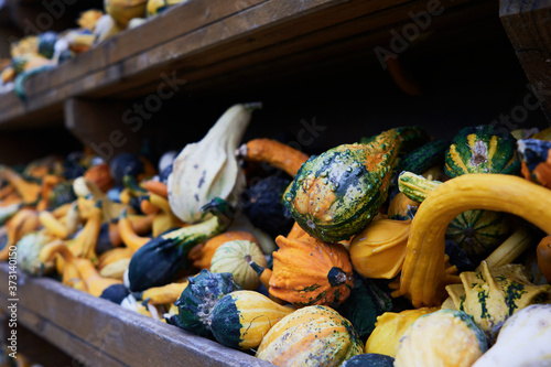 Small colorful squashes also called bitter apple or colocynth (Citrullus colocynthis) on wooden shelves photo