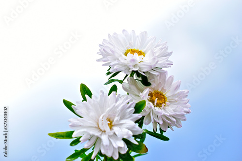A bouquet of white chrysanthemums against a white sky