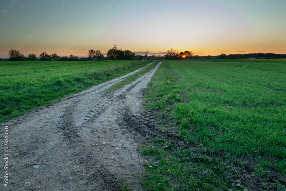 Traces of wheels on a dirt road through green fields during sunset