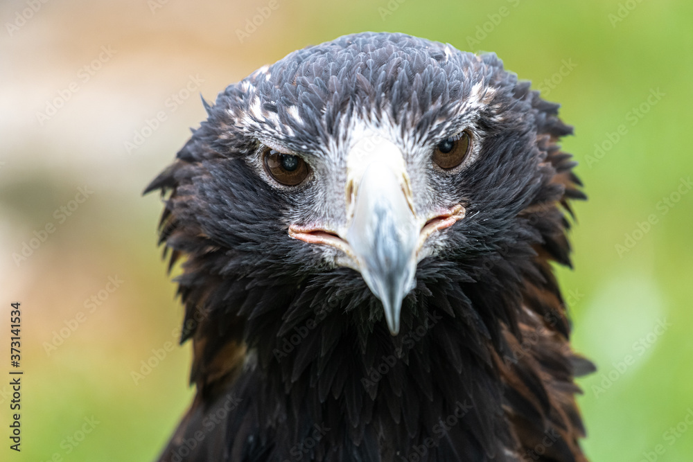 Portrait of Wedge-tailed Eagle or Bunjil (Aquila audax)