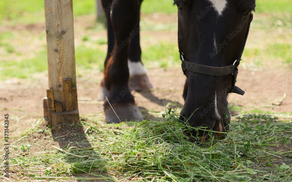 The black horse is eating the wisp of the green hay in outdoors. The black horse is eating the wisp of the green hay in outdoors.