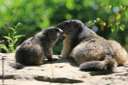 Marmottes dans les Pyrénées photo