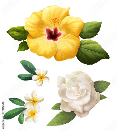 Set of tropical flowers isolated on white background. Clip art collection of hibiscus, gardenia and plumeria flowers.