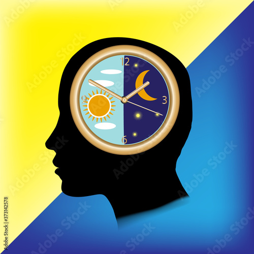 The circadian rhythm and sleep-wake cycle.