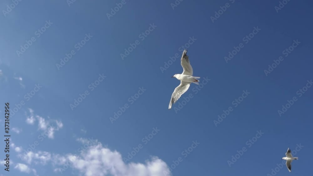 Seagull In Fly With Blue Sky Background Slow Motion Seagull In Fly With Blue Sky Background Slow Motion