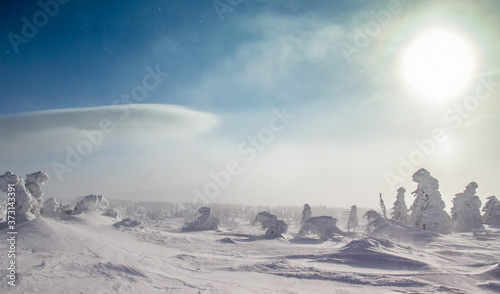 Snowy pines on the mountain plato made by strong wind and low temperature with the bright sun in the top of the photo and long white cloud photo