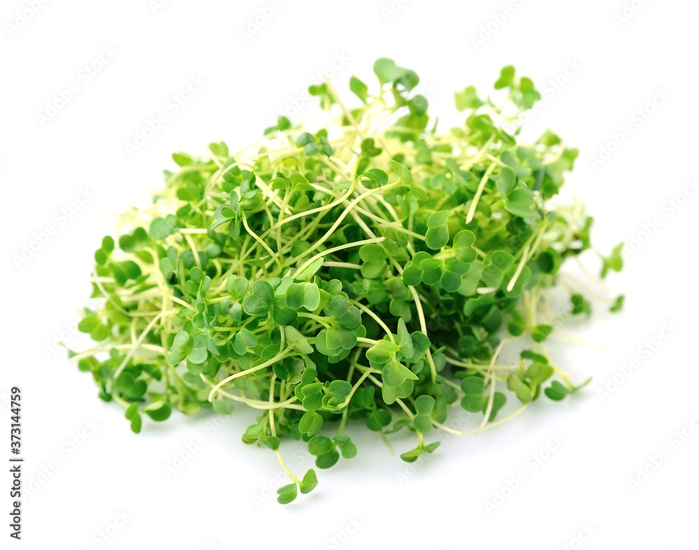 Microgreen spinach isolated Microgreen spinach isolated