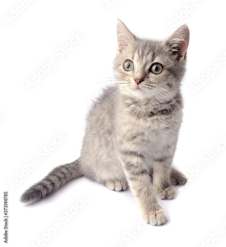 Gray kitten © margo555