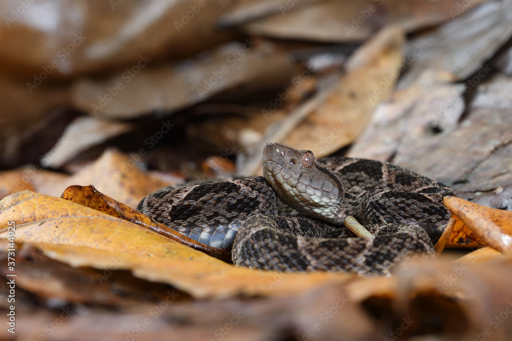 Fer-de-lance in dry leaves Fer-de-lance in dry leaves