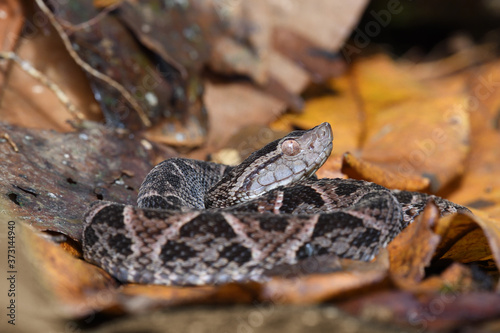 Fer-de-lance in dry leaves