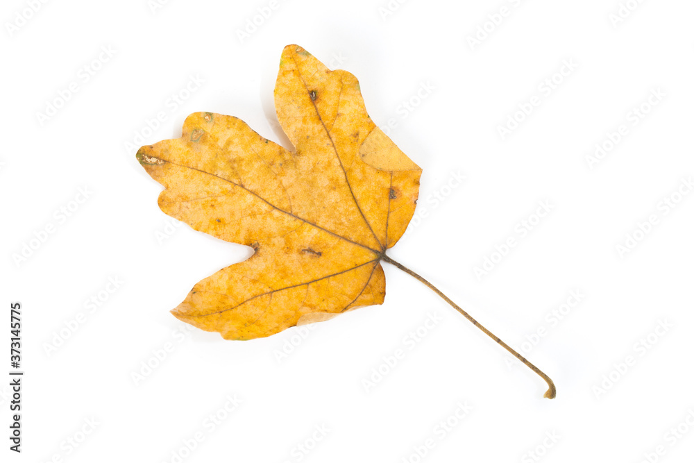 Naklejka premium Yellow maple leaf as an autumn symbol. Isolated on white.