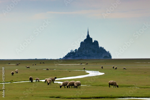 Sheep graze in the meadow near the fortress abbey on the island