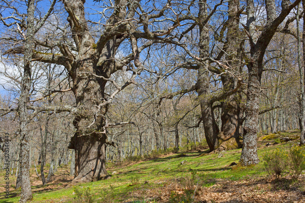 Chestnuts in the spring forest. Unusual shape of tree branches in the forest in spring. Spain. Chestnuts in the spring forest. Unusual shape of tree branches in the forest in spring. Spain.