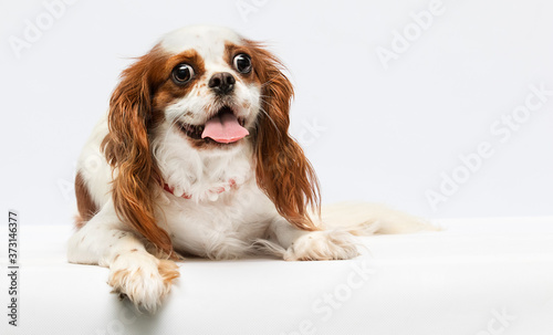 spaniel dog on white background