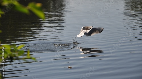 great crested grebe