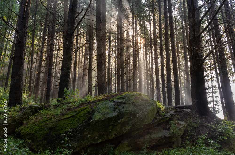 Fototapeta premium rays of the sun in the Casentino forests