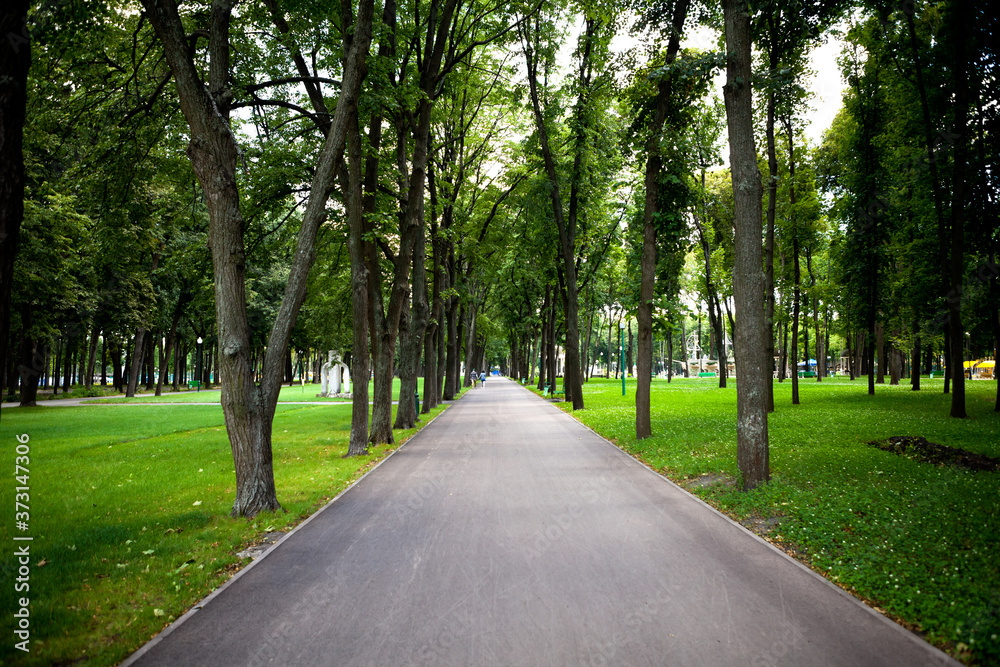 Alleys and paths of the park with tall green trees on a sunny day along which people walk