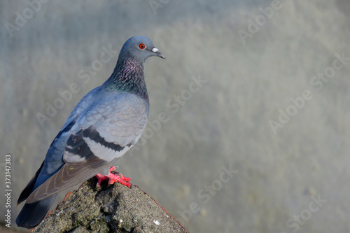Pigeon standing.Great details of a Pigeon or Columbidae is a bird family consisting of pigeons and doves.