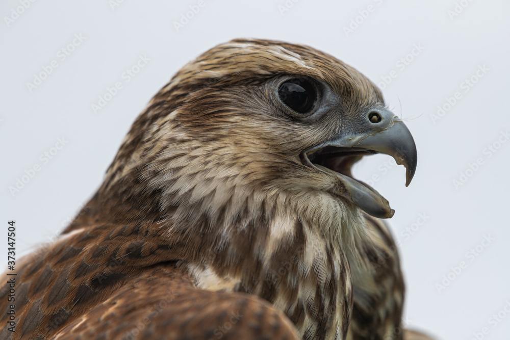 Portrait of Young Laggar Falcon (Falco jugger) Portrait of Young Laggar Falcon (Falco jugger)