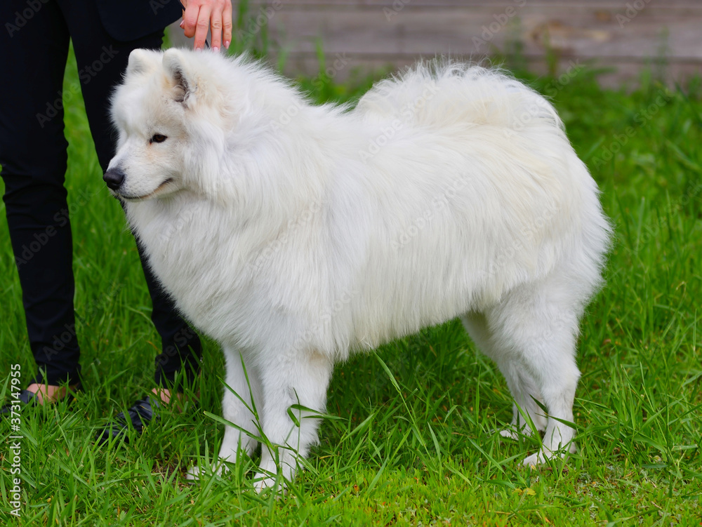 Samoyed dog (Samoyed, Samoyed husky, Samoyed Spitz, sammi) Samoyed dog (Samoyed, Samoyed husky, Samoyed Spitz, sammi)