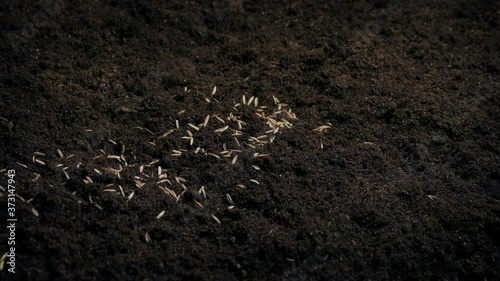 Wallpaper Mural Scattering Seeds In The Garden Closeup Torontodigital.ca