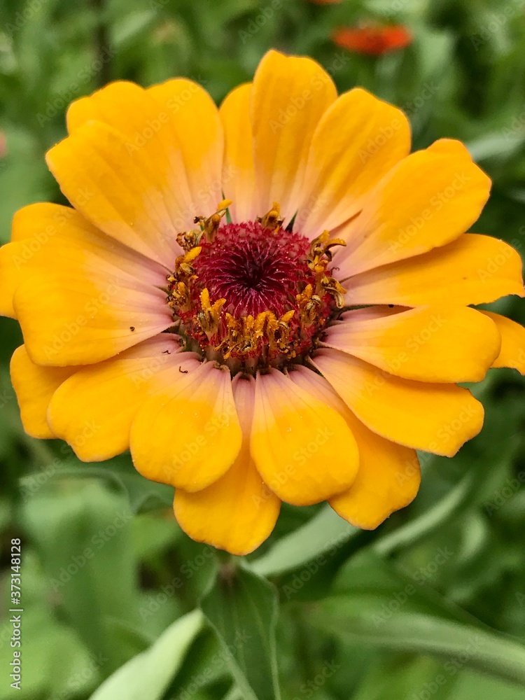 Yellow zinnia flower in the garden Yellow zinnia flower in the garden