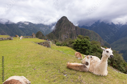 Llama at ruins of the  City of Machu Picchu  Peru