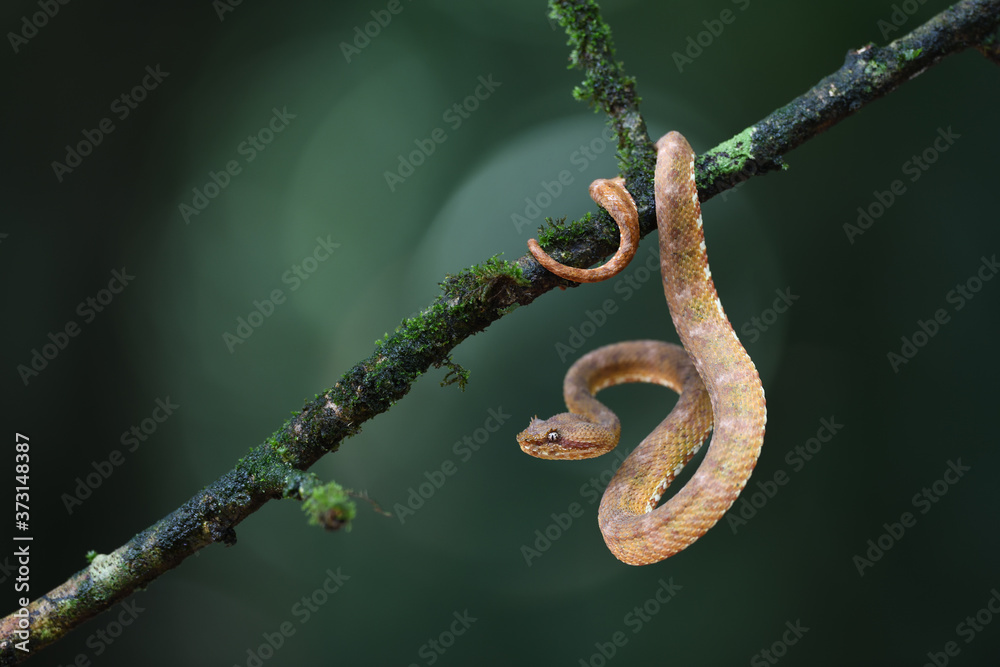 Eyelash palm pitviper Eyelash palm pitviper
