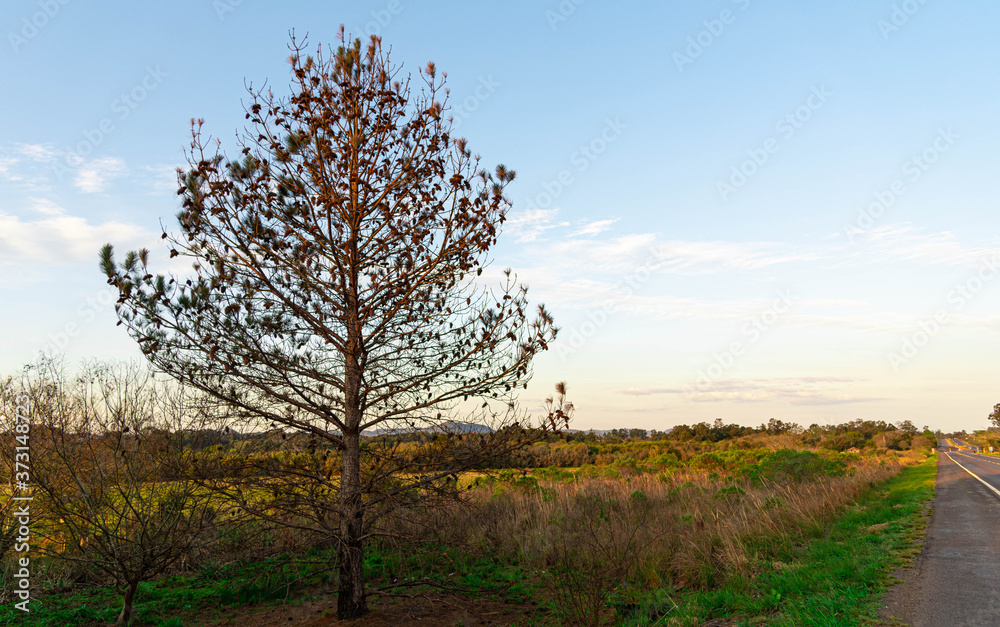 Dry Pinus Elliottii tree by the side of the road and in the background the blue horizon