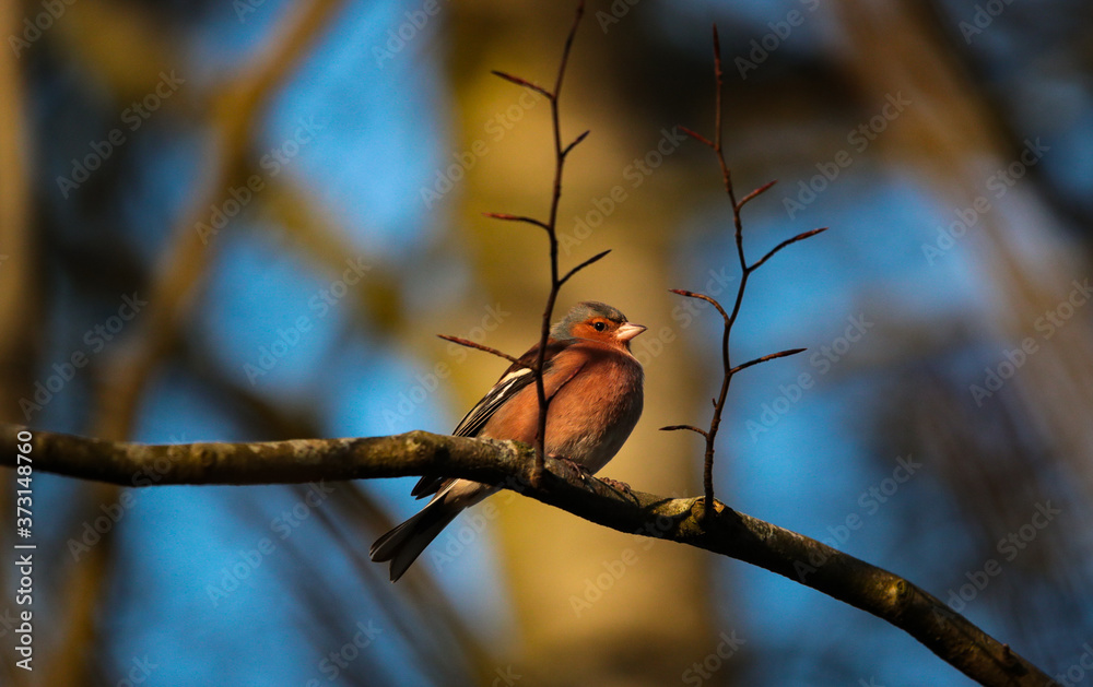 common chaffinch bird perched on a tree branch during winter sunset common chaffinch bird perched on a tree branch during winter sunset