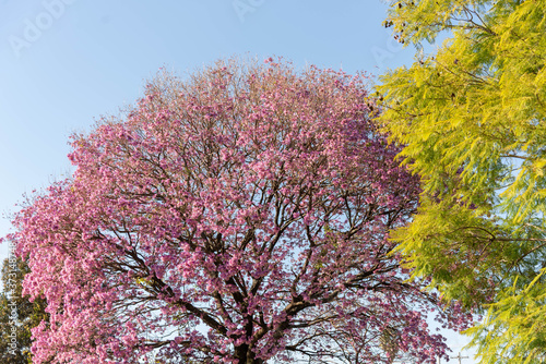 Fotografia Flowering tree of Brazilian pink ipe (Handroanthus heptaphyllus) and in the back