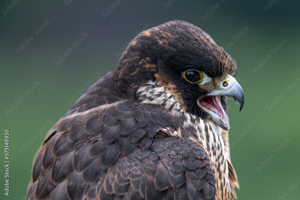 Portrait of Young Peregrine Falcon (Falco peregrinus) Portrait of Young Peregrine Falcon (Falco peregrinus)