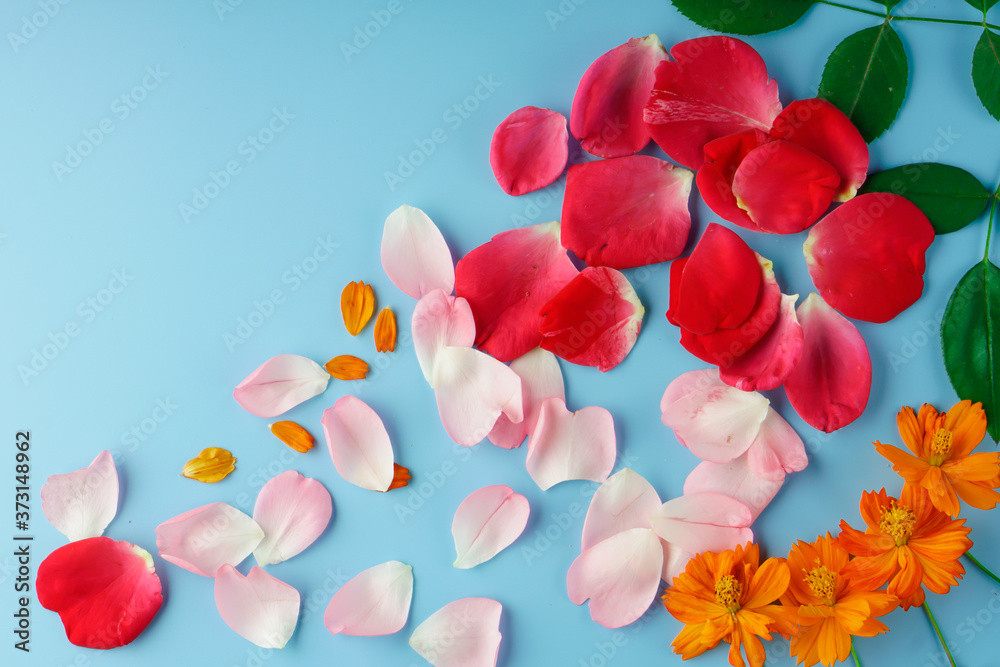 Scattered petals and buds of rose and cosmos flowers and green rose leaves Scattered petals and buds of rose and cosmos flowers and green rose leaves