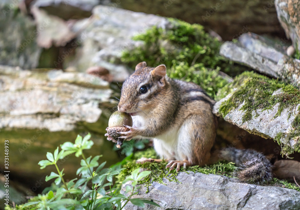 Eastern Chipmunk (Tamias striatus) eating acorn.