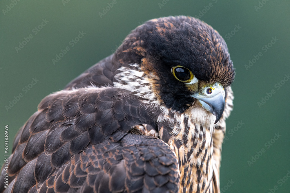 Obraz premium Portrait of Young Peregrine Falcon (Falco peregrinus)