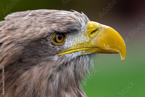 Portrait of White-tailed Eagle (Haliaeetus albicilla)