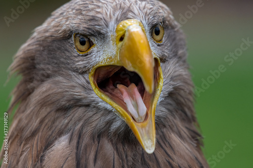 Photos Portrait of White-tailed Eagle (Haliaeetus albicilla)