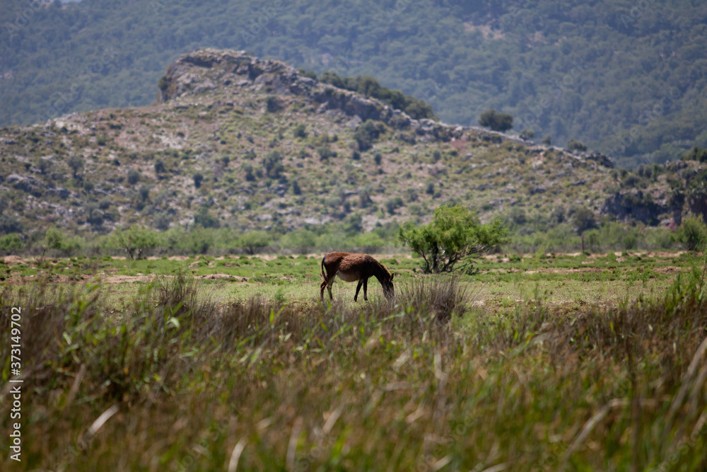 Mule, donkey, grazing in the tall grass