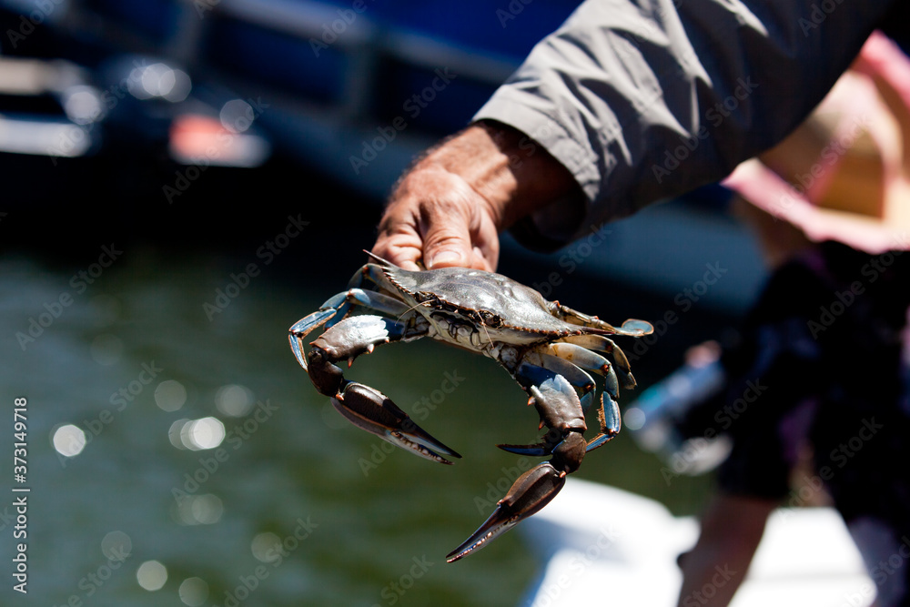 Holding a large blue crab