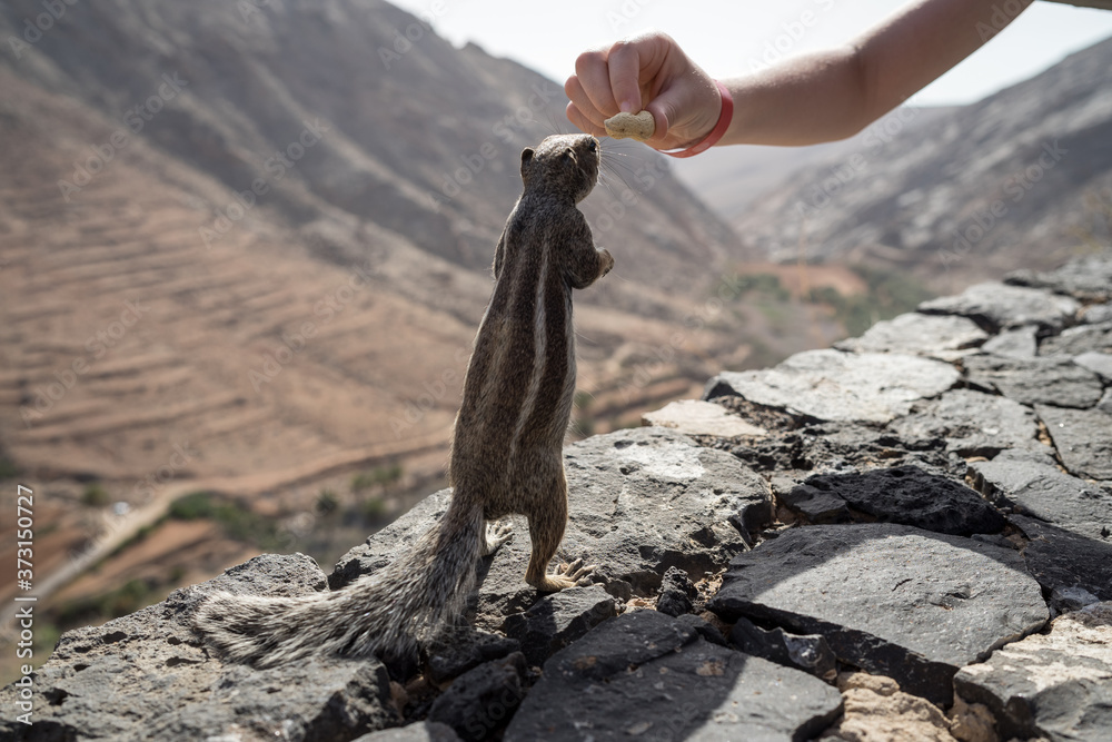 Obraz premium Hand feeding of the Barbary ground squirrel (Atlantoxerus getulus). Fuerteventura. Canary Islands. Spain.