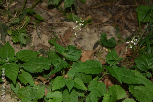 Bilde på lerret Circaea lutetiana - wild plant. Plant blooming in summer.