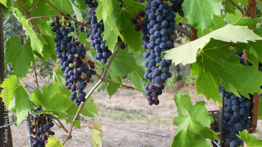 bunches of red grapes moved by the wind in a vineyard in the Chianti area near Florence. Harvest period. Tuscany, Italy.